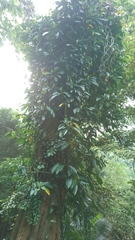 Rhaphidophora hongkongensis