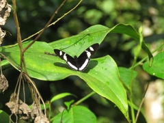 Heliconius cydno cydnides