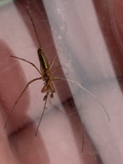Tetragnatha