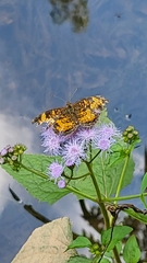 Phyciodes tharos
