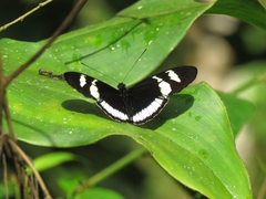 Heliconius cydno cydnides