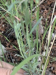 Penstemon linarioides