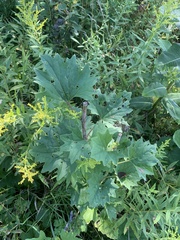 Arnoglossum atriplicifolium