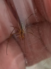 Tetragnatha