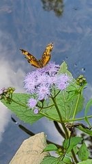 Phyciodes tharos