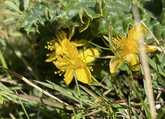 Hypericum maculatum
