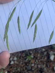 Bromus