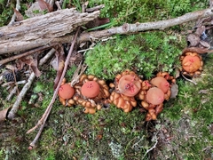 Calostoma cinnabarinum