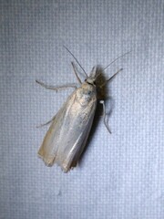 Chrysoteuchia culmella