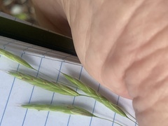 Bromus