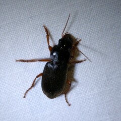 Harpalus rufipes