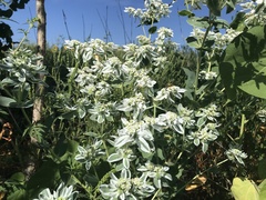 Euphorbia marginata