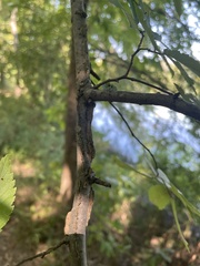Ulmus alata