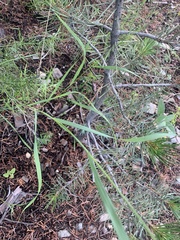Bromus