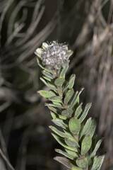 Leucospermum truncatulum