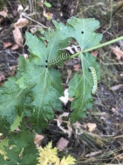 Papilio machaon
