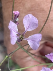 Hesperidanthus linearifolius