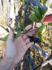 Aronia mitschurinii