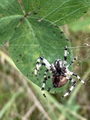 Araneus trifolium