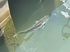 Centropomus undecimalis