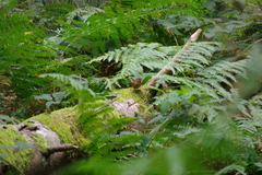 Troglodytes troglodytes