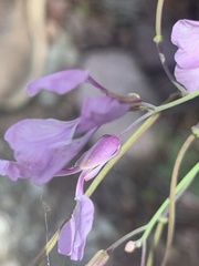 Hesperidanthus linearifolius