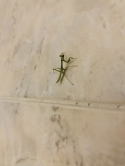 Stagmomantis limbata