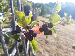 Aronia mitschurinii