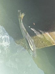 Centropomus undecimalis