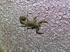 Paravaejovis spinigerus