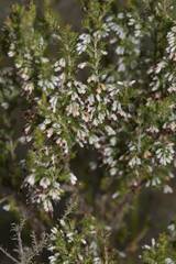 Erica imbricata