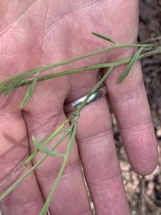 Hesperidanthus linearifolius