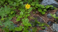 Arnica latifolia