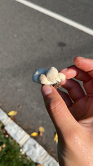 Lycoperdon marginatum