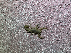 Paravaejovis spinigerus