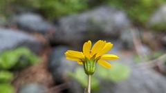 Arnica latifolia