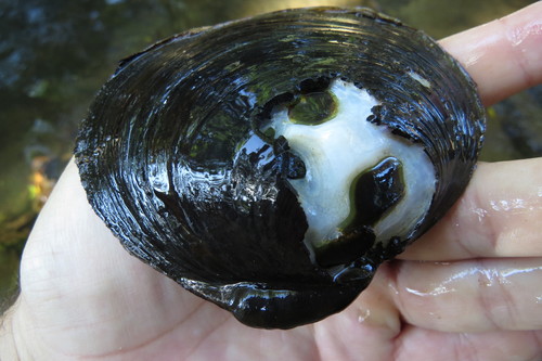 Batissa violacea