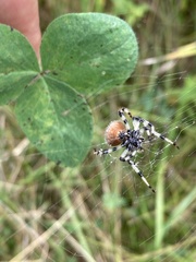 Araneus trifolium