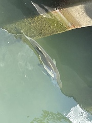 Centropomus undecimalis