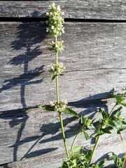 Nepeta cataria