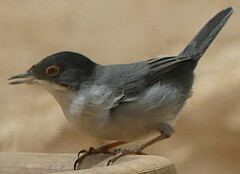 Curruca melanocephala