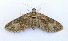 Eupithecia pretansata
