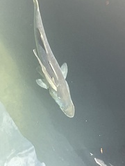 Centropomus undecimalis