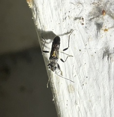 Hyginellus scudderi