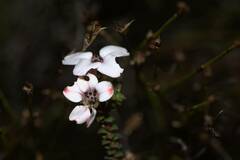 Adenandra