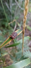 Graphosoma italicum italicum