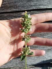 Nepeta cataria