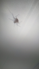 Charinus ioanniticus