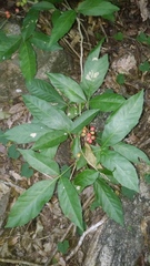 Paullinia