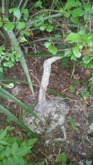 Ibervillea hypoleuca